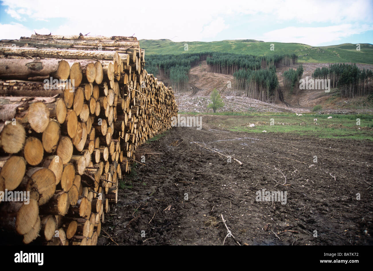 Disboscate piantagione di conifere e harvestedlogs. Fotografato in Perthshire Scozia. Foto Stock