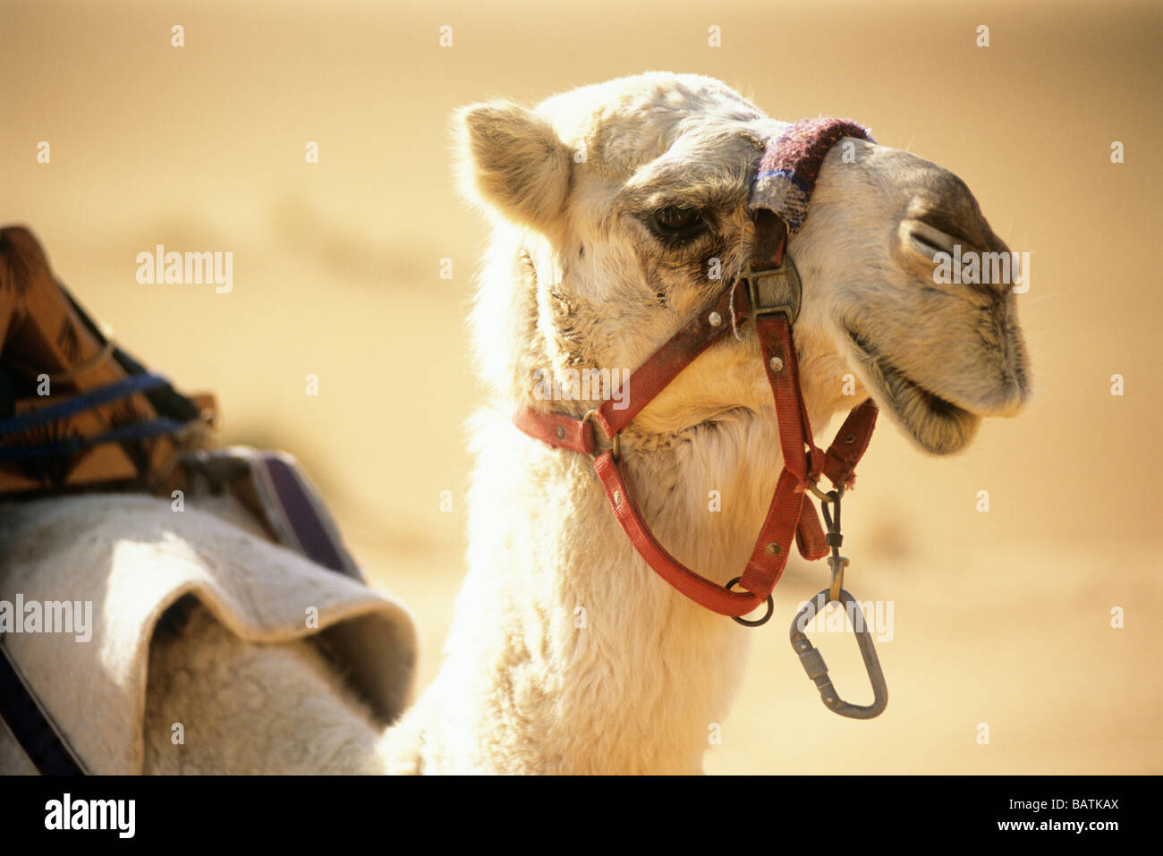 Camel (Camellus sp.). Fotografato negli Emirati Arabi Uniti. Foto Stock