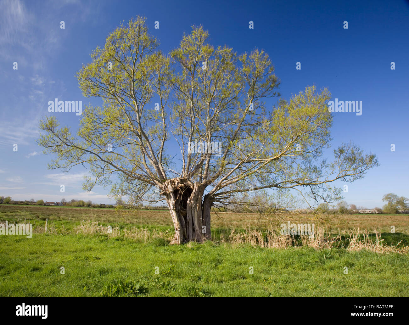 Willow pollard sui livelli di Somerset in primavera Foto Stock