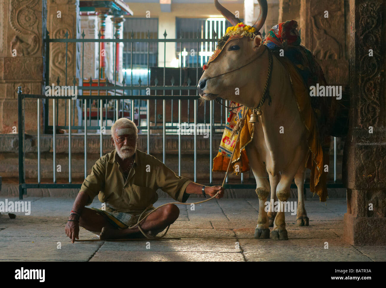 Uomo indù con una vacca sacra al Meenakshi Sundareswarar Amman Tempio di Madurai, Tamil Nadu, India Foto Stock