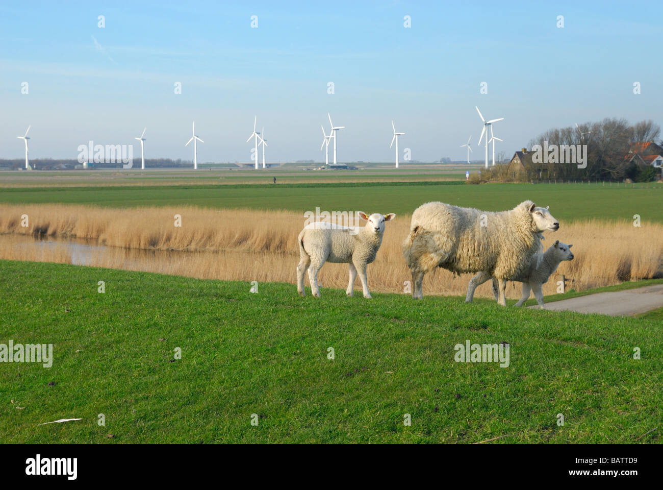 Carino gli agnelli e le pecore di madre nella primavera Cornwerd Frisia Olanda Paesi Bassi Foto Stock