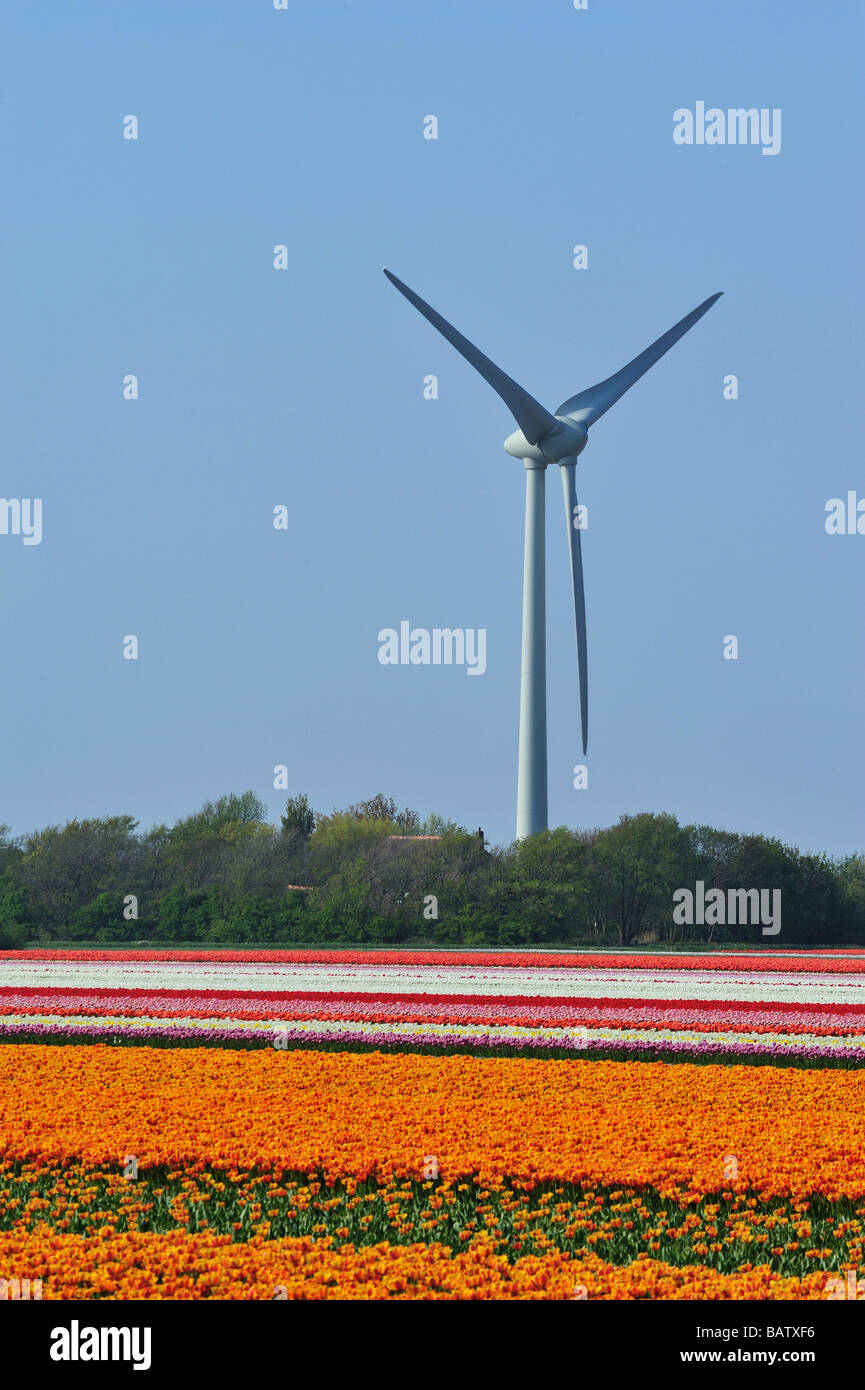 Tulipani e di turbine eoliche in Paesi Bassi Foto Stock