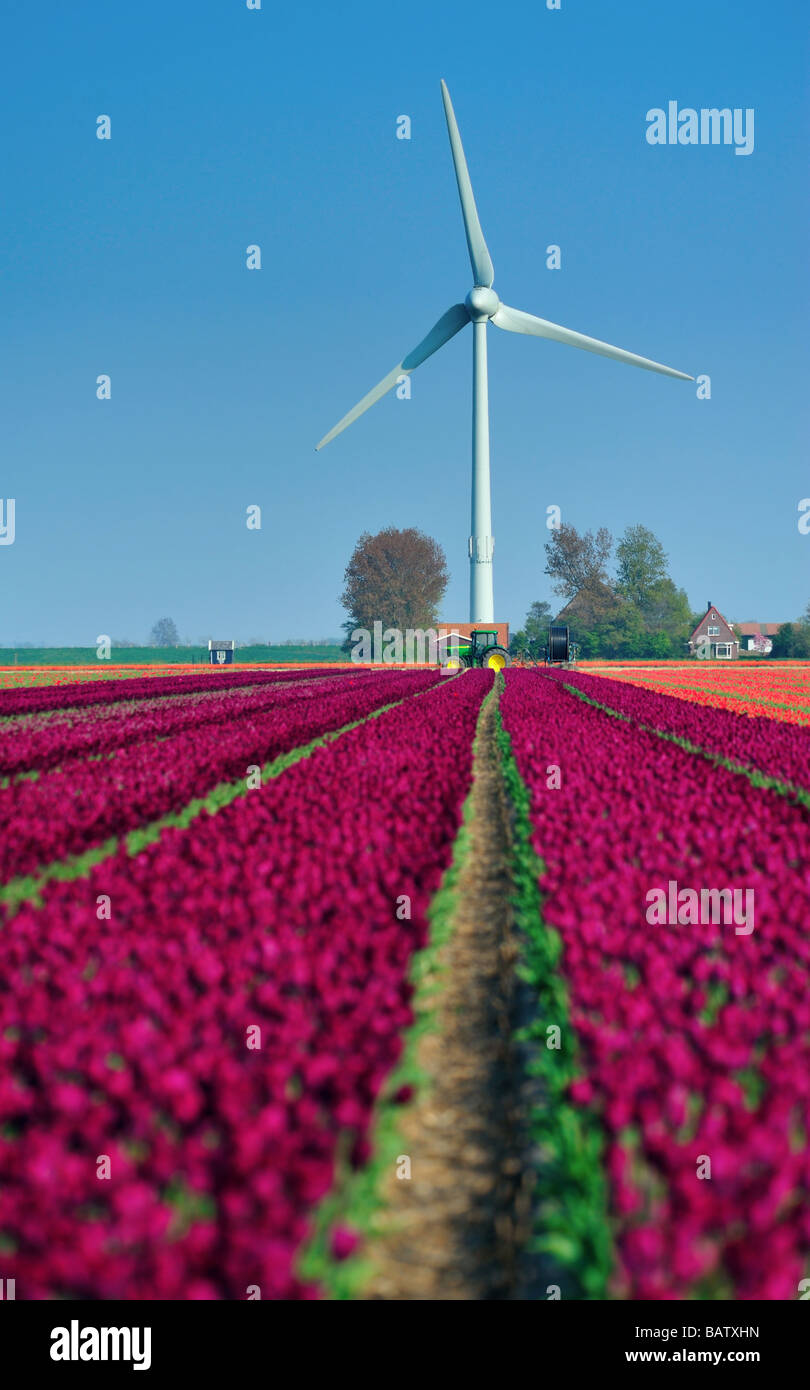 Tulipani e di turbine eoliche in Paesi Bassi Foto Stock