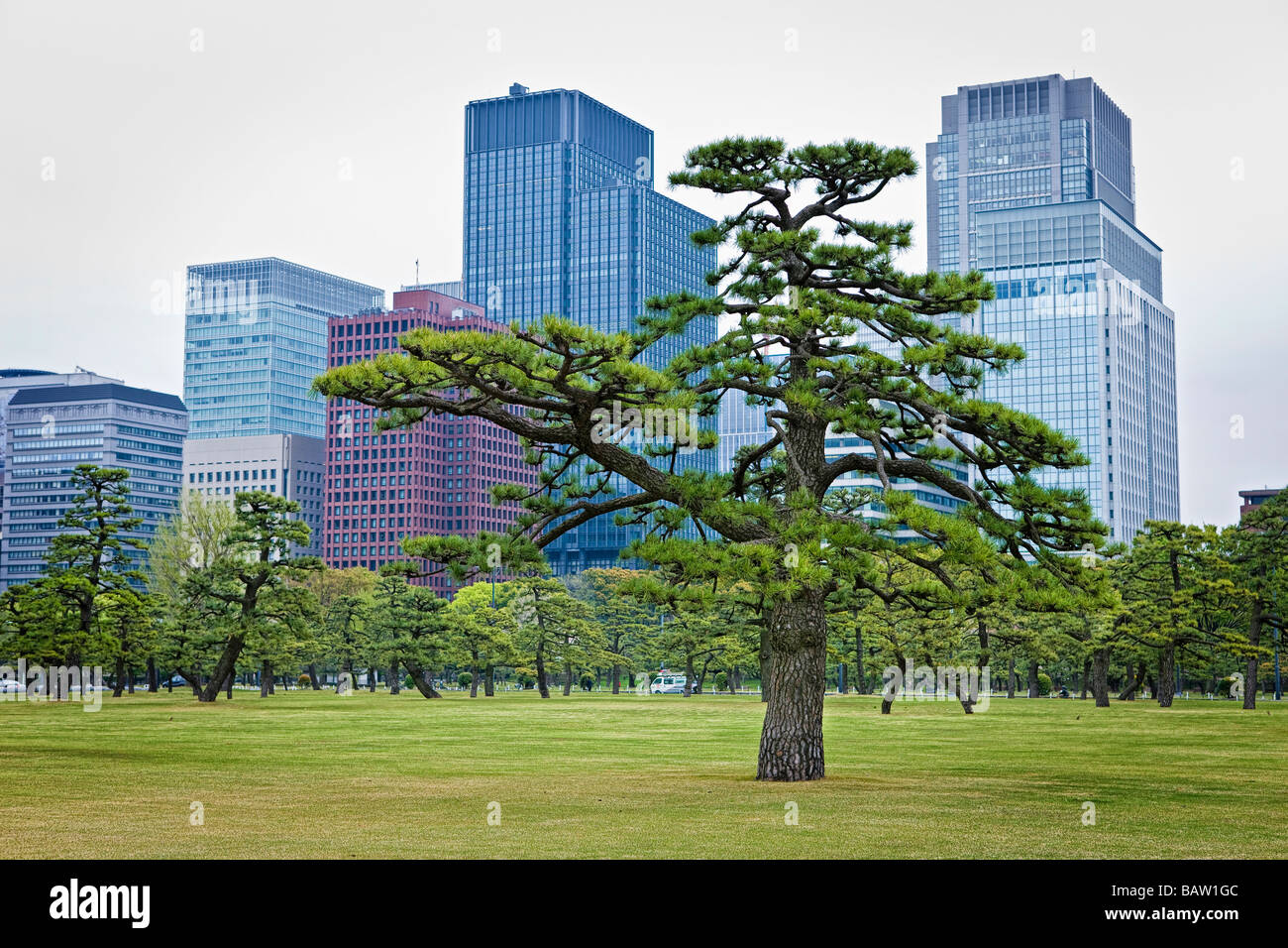 Un parco con alberi secolari nella parte anteriore di grattacieli Foto Stock