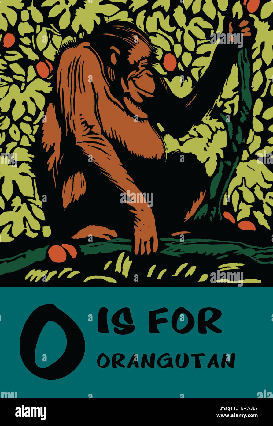 O è per Orangutang Foto Stock