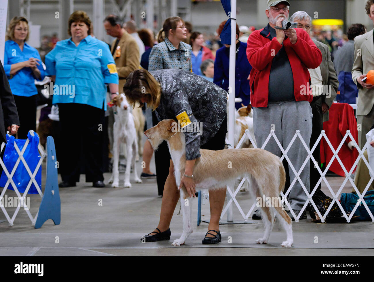 Ibizan Hound essendo illustrato nella mostra Ring a Louisville Dog Show in Louisville Kentucky Foto Stock