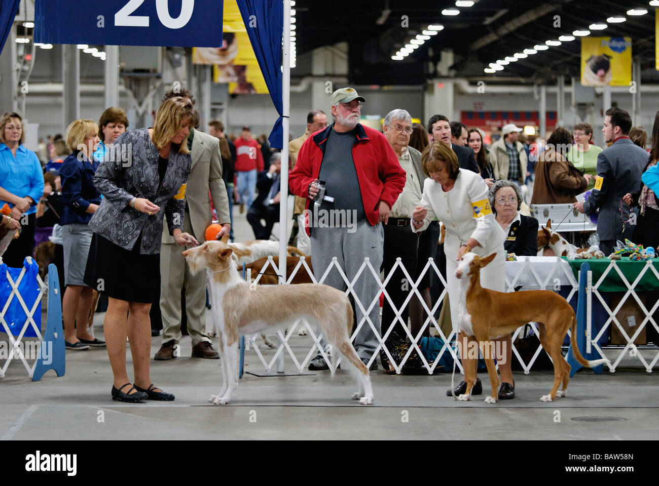 Ibizan Hounds essendo illustrato nella mostra Ring a Louisville Dog Show in Louisville kentucky Foto Stock