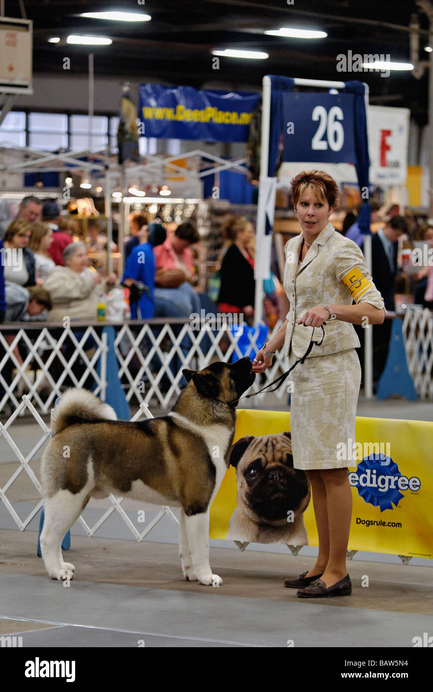 Akita essendo illustrato nella mostra Ring a Louisville Dog Show in Louisville Kentucky Foto Stock