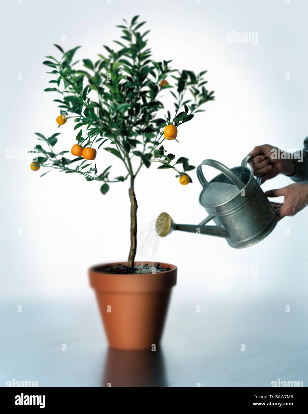 Un piccolo impianto di arancia annacquato da mano umana Foto Stock