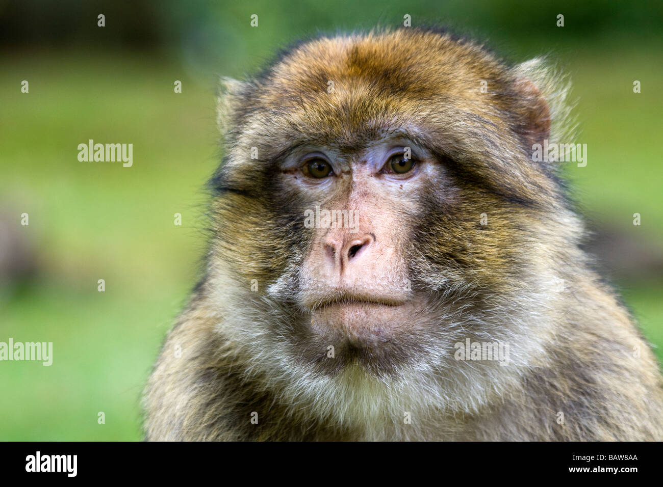 Barbary macaque ritratto Foto Stock