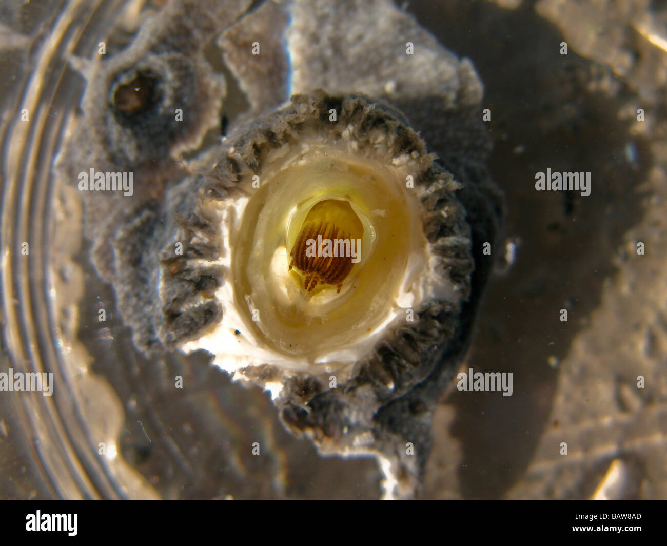 Barnacle Cryptolepas rhachianecti balena grigia balena grigia Eschrichtius robustus Seepocke Grauwal ectoparasite sulla pelle della balena Foto Stock