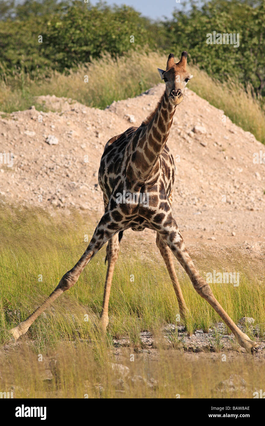 La giraffa circa a bere, il Parco Nazionale di Etosha, Namibia Foto Stock