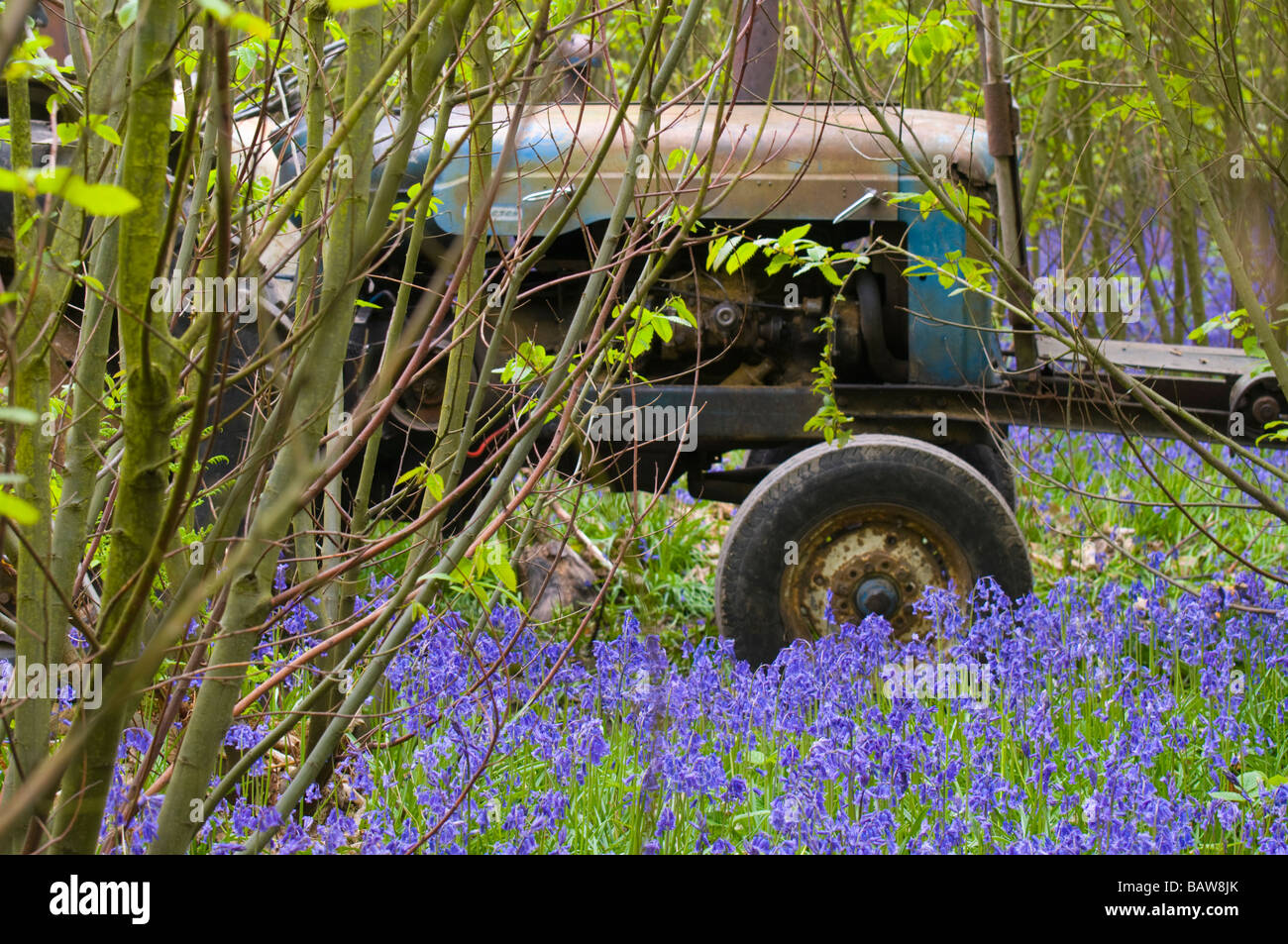 Vecchio trattore parcheggiato nel nocciolo di bosco ceduo con bluebells. Kent, Inghilterra, ultima settimana di aprile 2009 Foto Stock