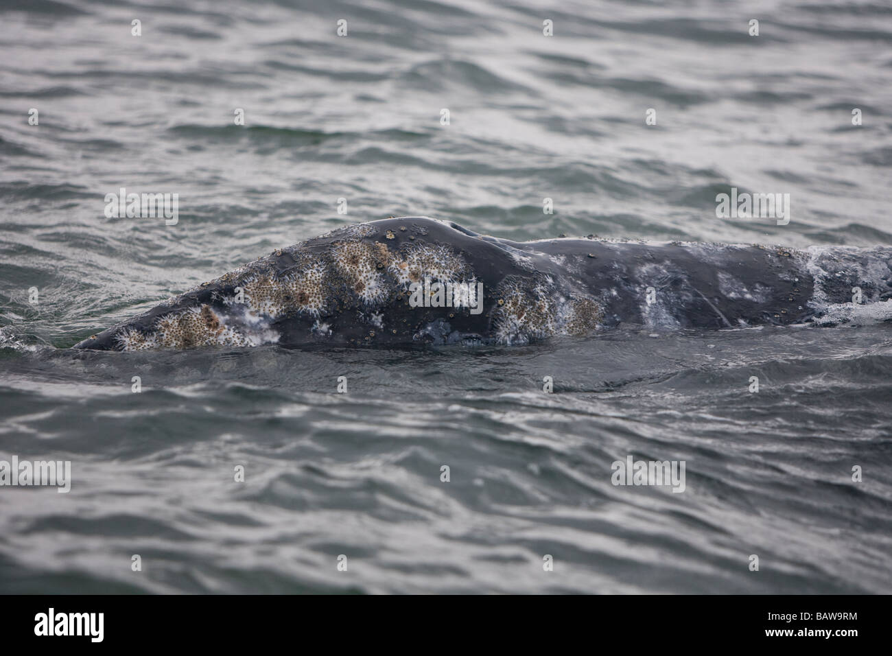Grauwal Eschrichtius robustus balena grigia balena grigia testa con cirripedi Foto Stock