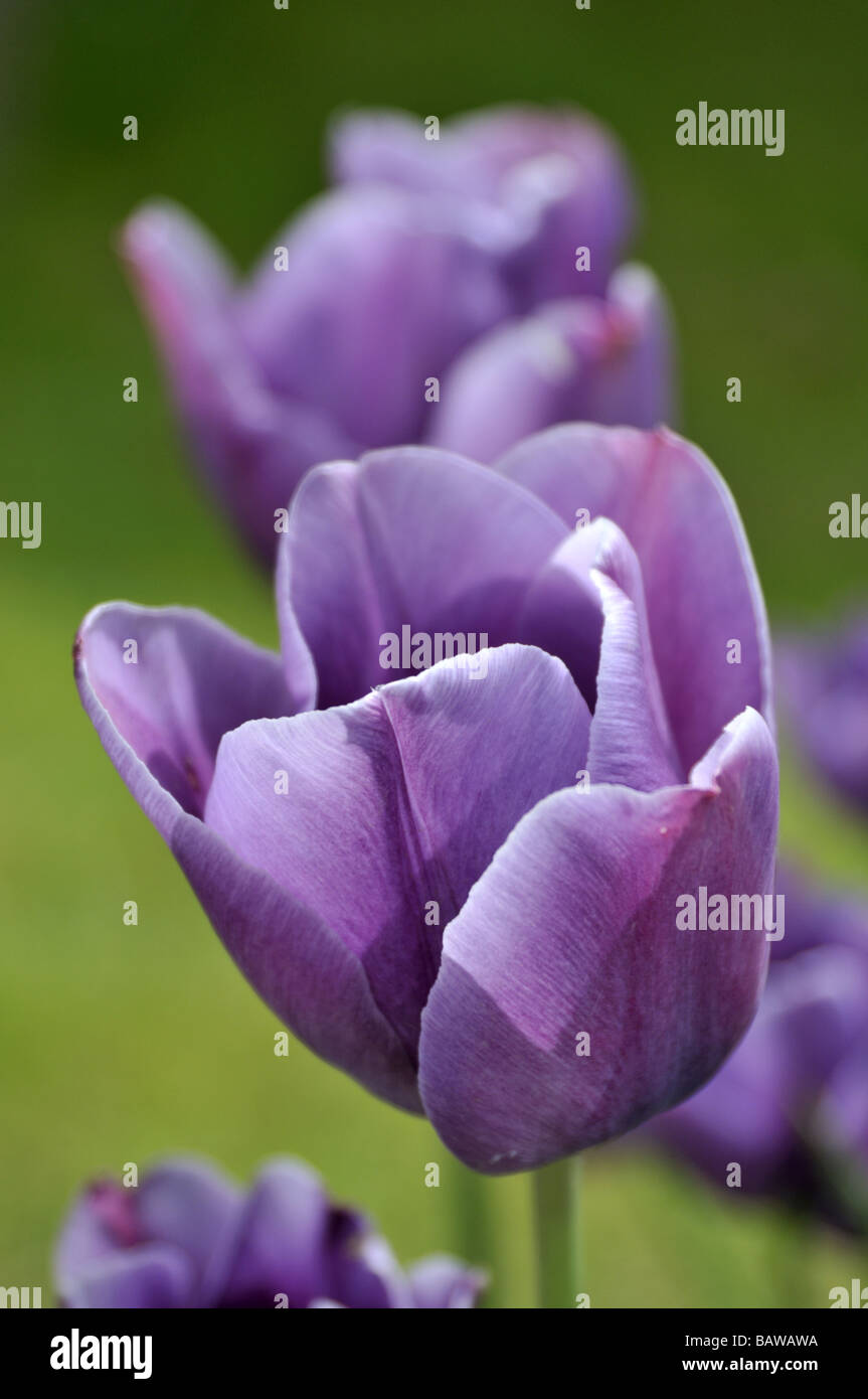 Trionfo tulipani ebano Foto Stock