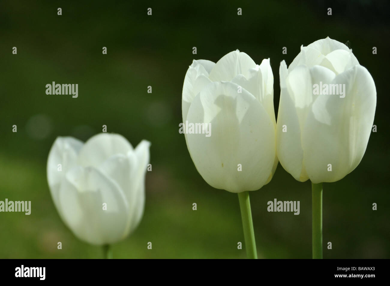 Trionfo tulipani avorio Foto Stock