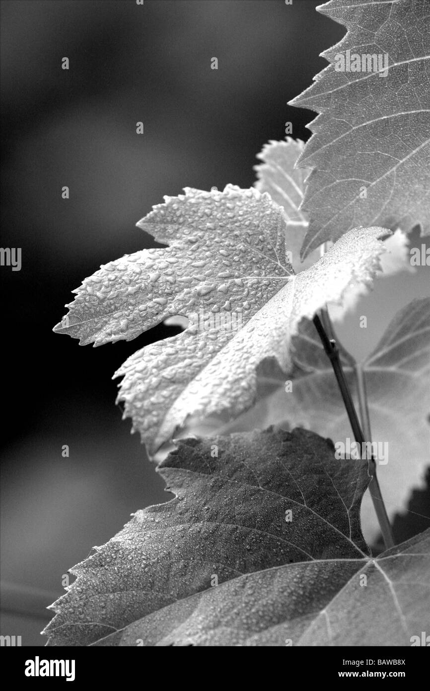 Chiudere fino in bianco e nero di malbec foglie d'uva Foto Stock