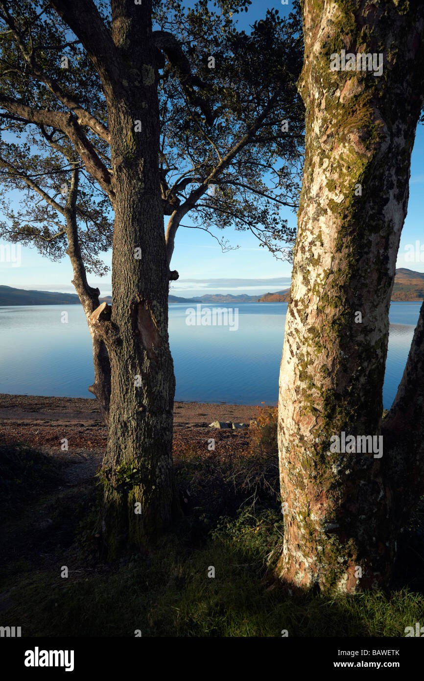 A sud-ovest sul Loch Fyne da a815 tra creggans inn e a strachur. argyll, SCOZIA Foto Stock