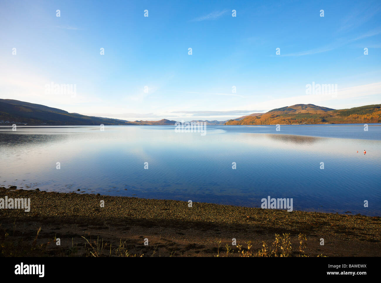 A sud-ovest sul Loch Fyne da a815 tra creggans inn e a strachur. argyll, SCOZIA Foto Stock