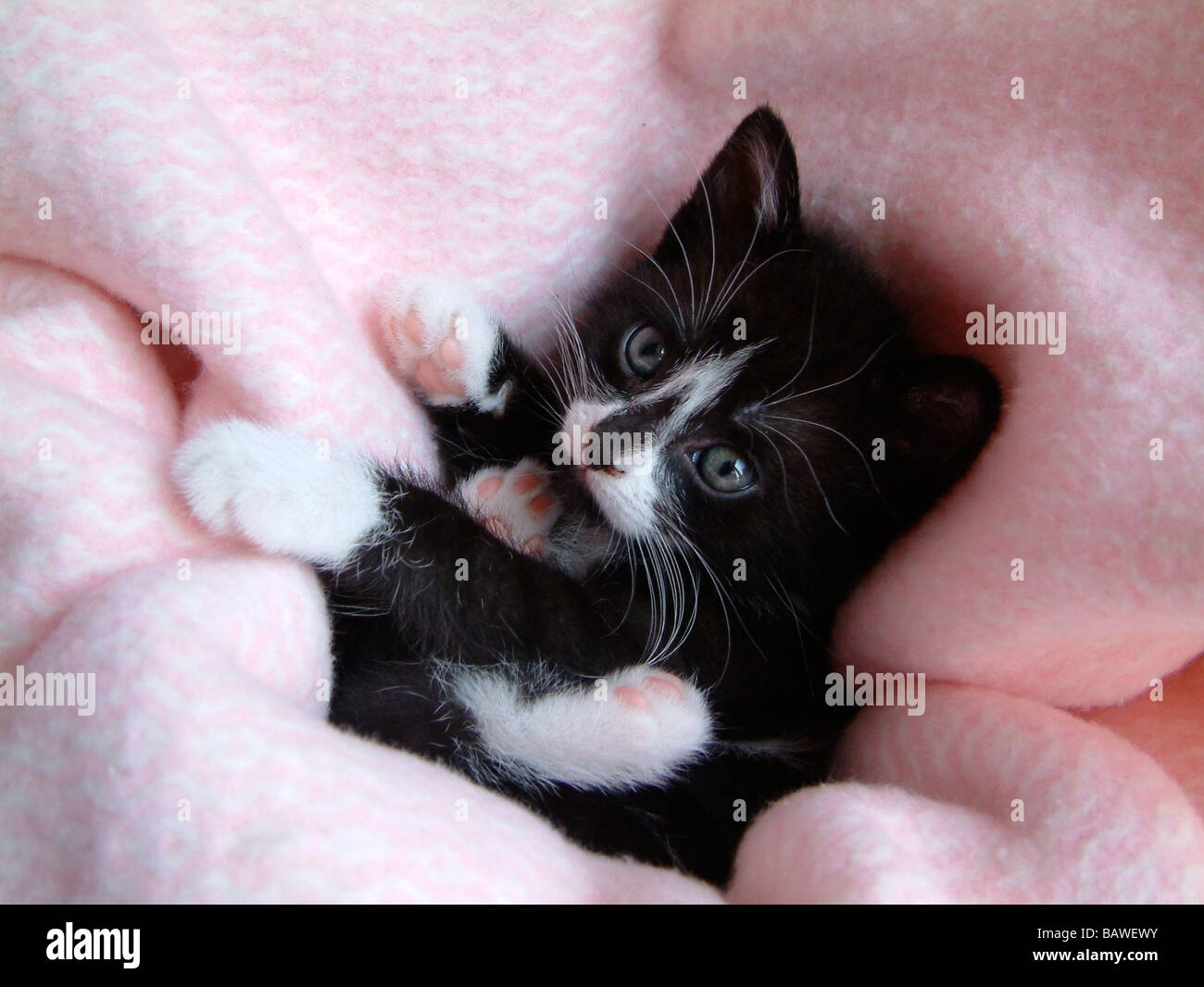 Bianco e nero gattino Foto Stock