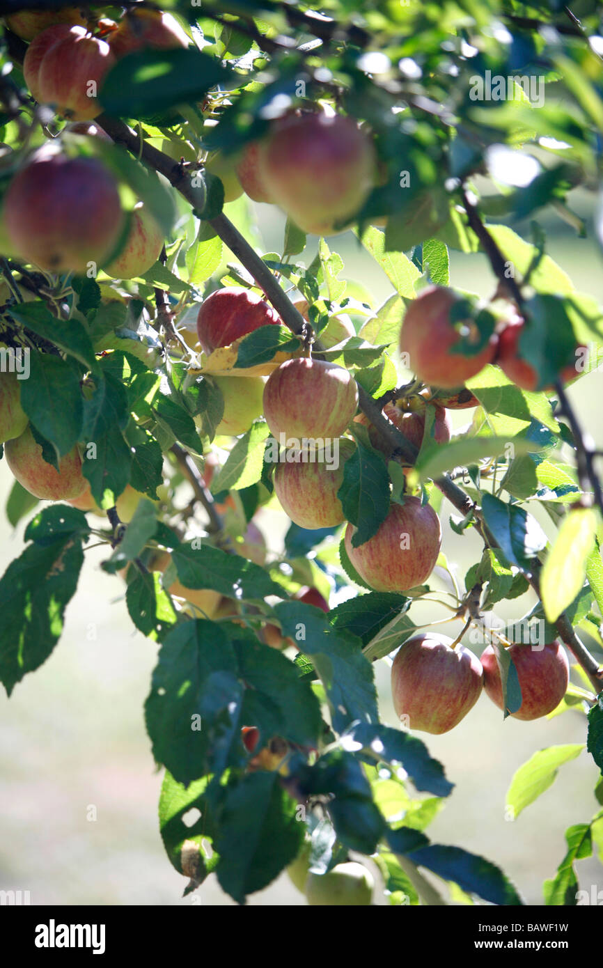 Le mele rosse crescono su un albero. Foto Stock