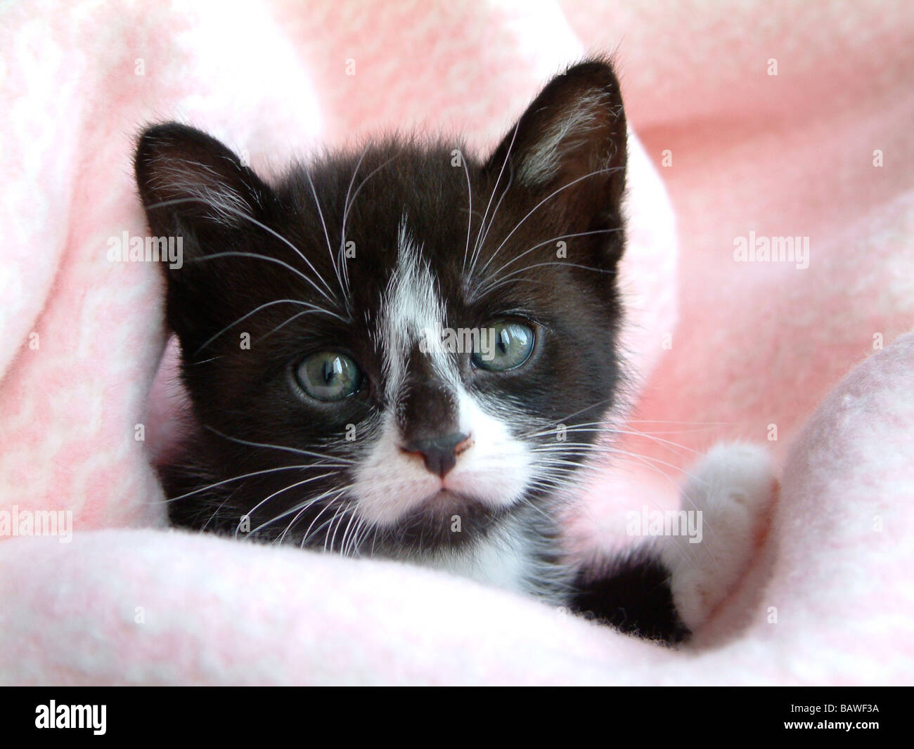 Bianco e nero gattino Foto Stock