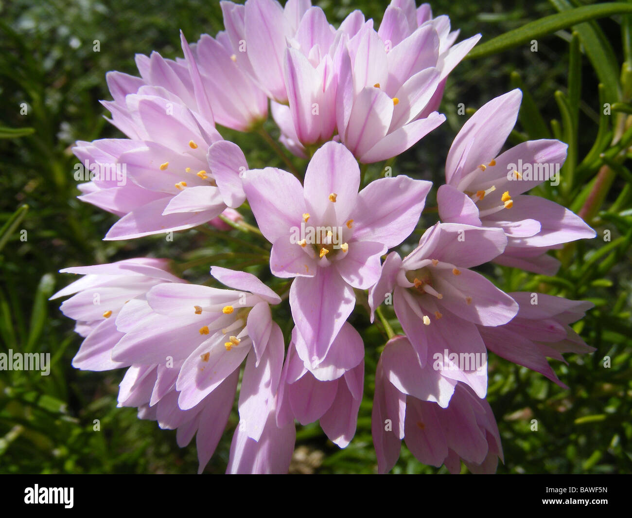 Rosy aglio, Allium roseum Foto Stock