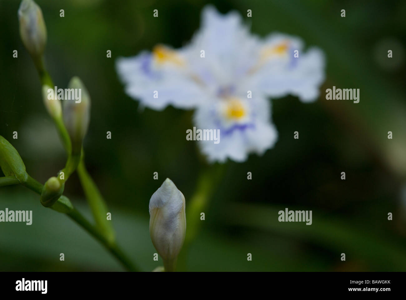 Frange o giapponese (Iris Iris japonica) blooming sulle pendici del monte Takao, Tokyo, a fine aprile Foto Stock