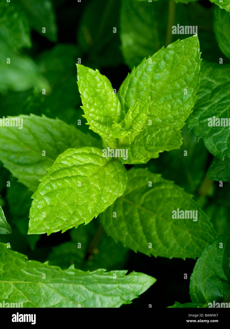 Impianto di menta che cresce in giardino vegetale ( menta verde menta SPICATA) Foto Stock