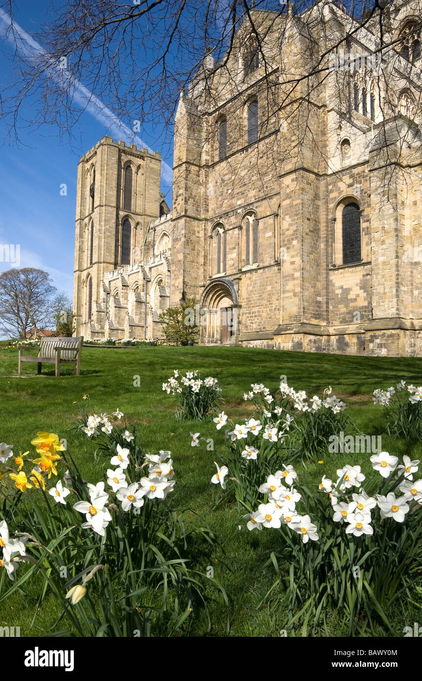 Cattedrale di Ripon in primavera con narcisi vista dal Transetto sud entrata North Yorkshire Inghilterra Regno Unito GB Gran Bretagna Foto Stock