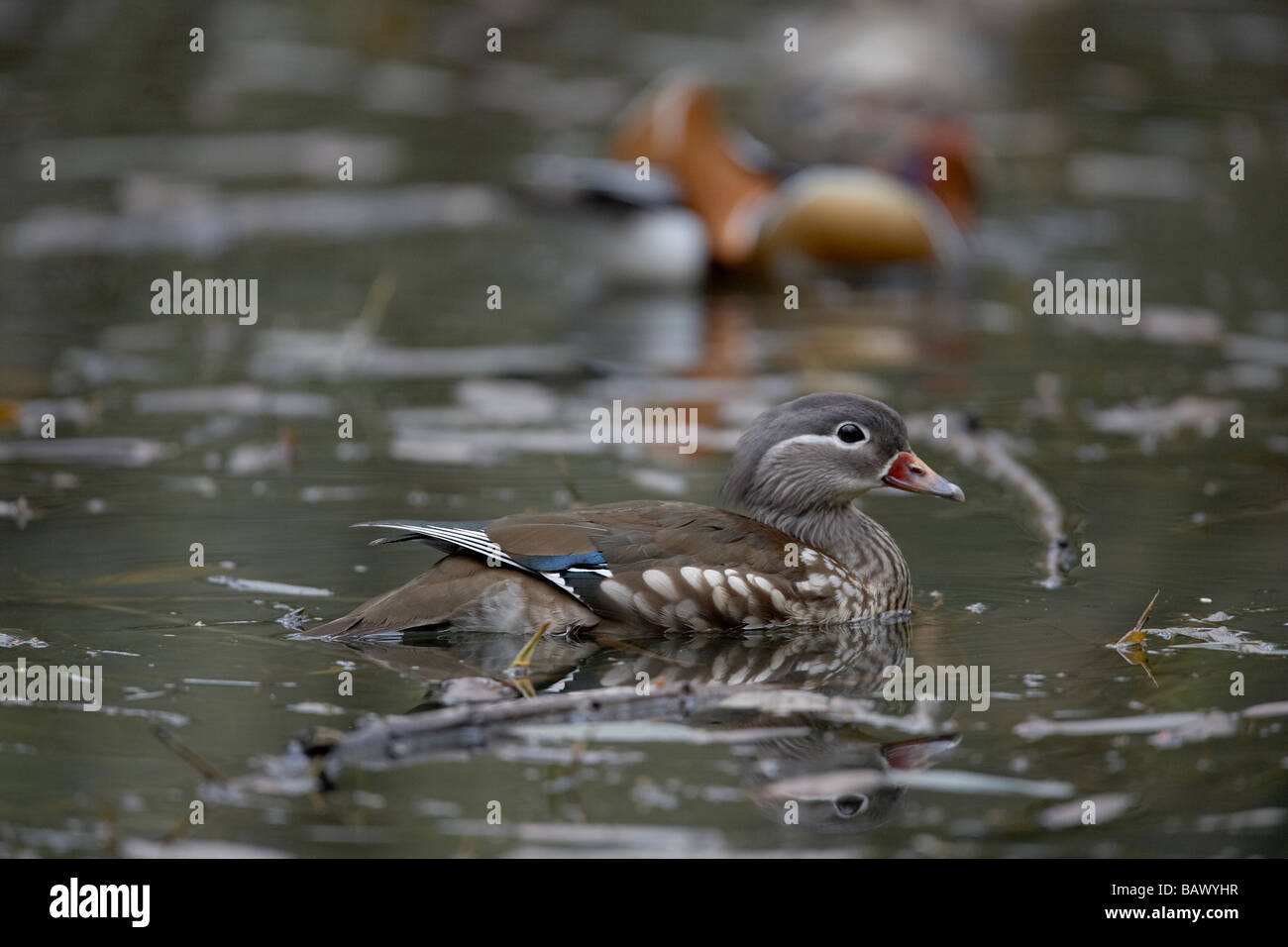 Femmine di anatra mandarina Aix galericulata nella Foresta di Dean England Regno Unito Foto Stock