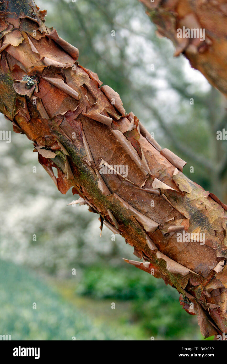 Corteccia di Acer GRISEUM. Corteccia di carta di acero. Foto Stock