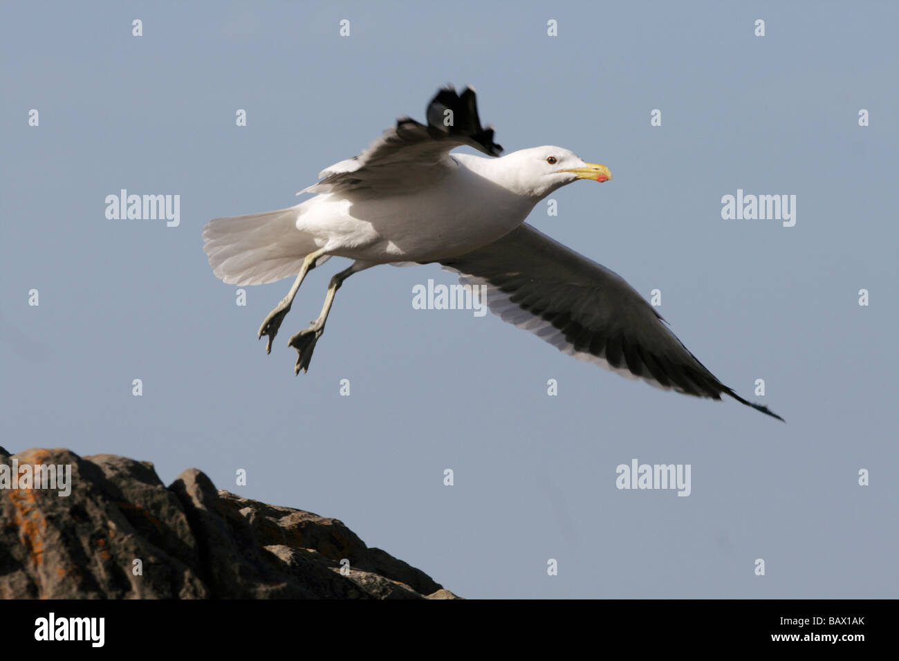 Un gabbiano del capo di prendere il volo da una roccia a ancora Bay (Stilbaai) Sud Africa Foto Stock