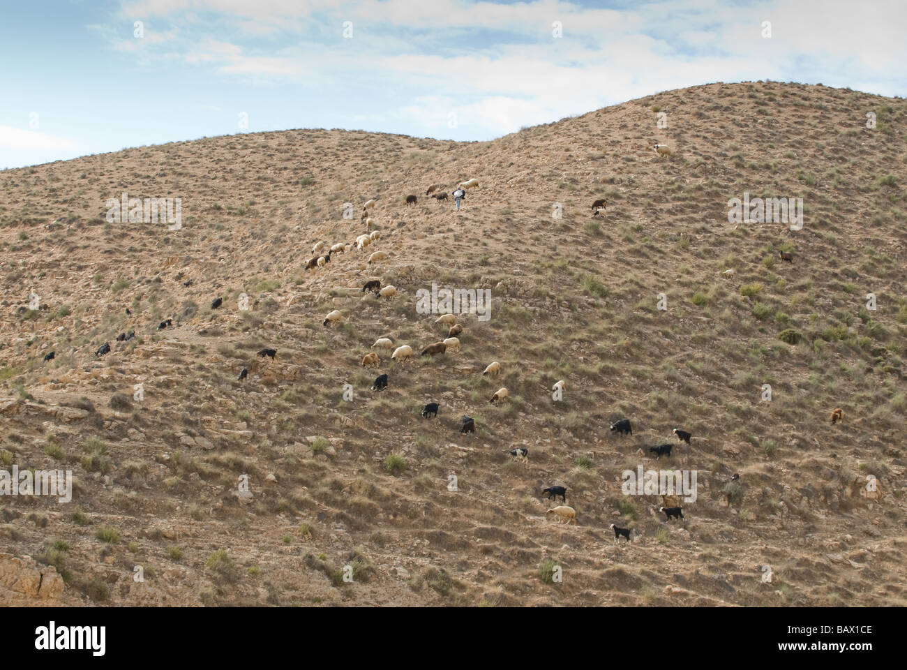 Berber pastore a guardare oltre il suo gregge di ovini Foto Stock