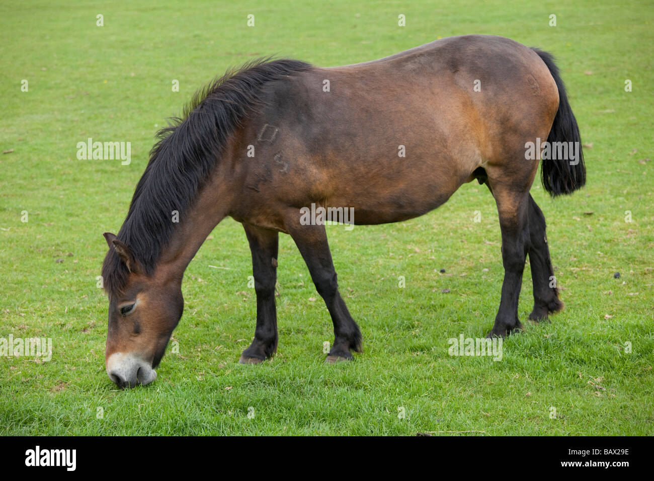 Exmoor pony pascolare Cotswold Farm Park Tempio Guiting Glos UK Foto Stock