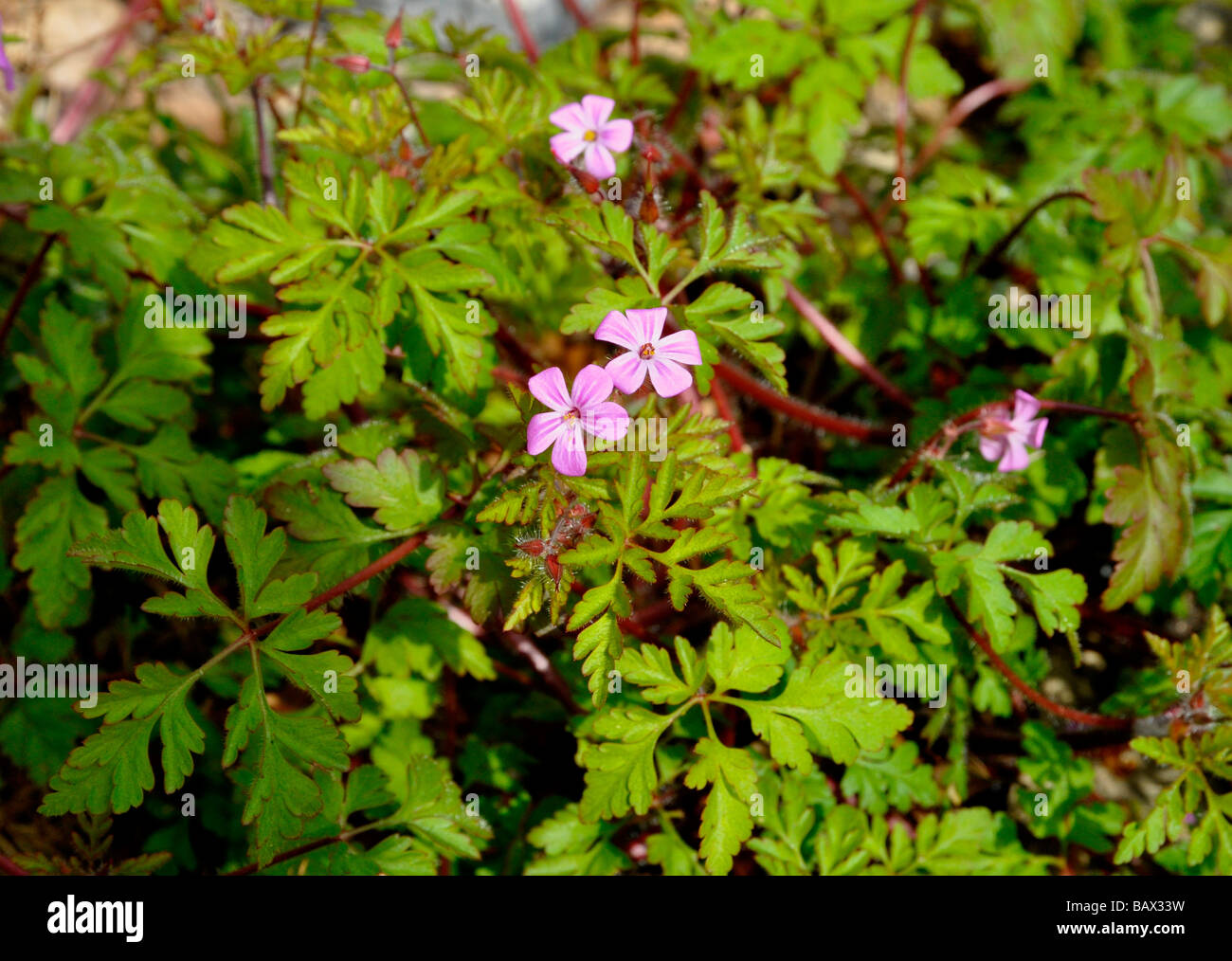 Herb Robert ( Geranium robertianum ) nella molla, con fresche foglie verdi. Un fiore selvatico che cresce in Inghilterra Foto Stock