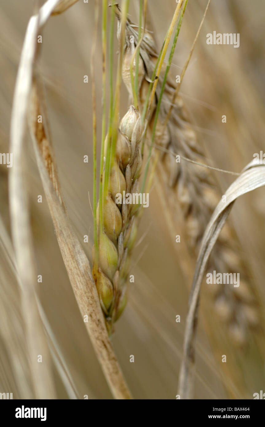 Orzo Foto Stock