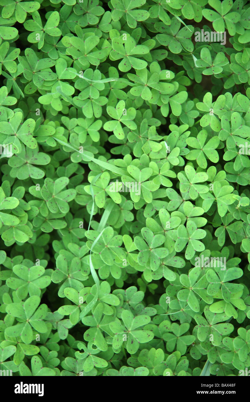 Tre-leaf clover Foto Stock