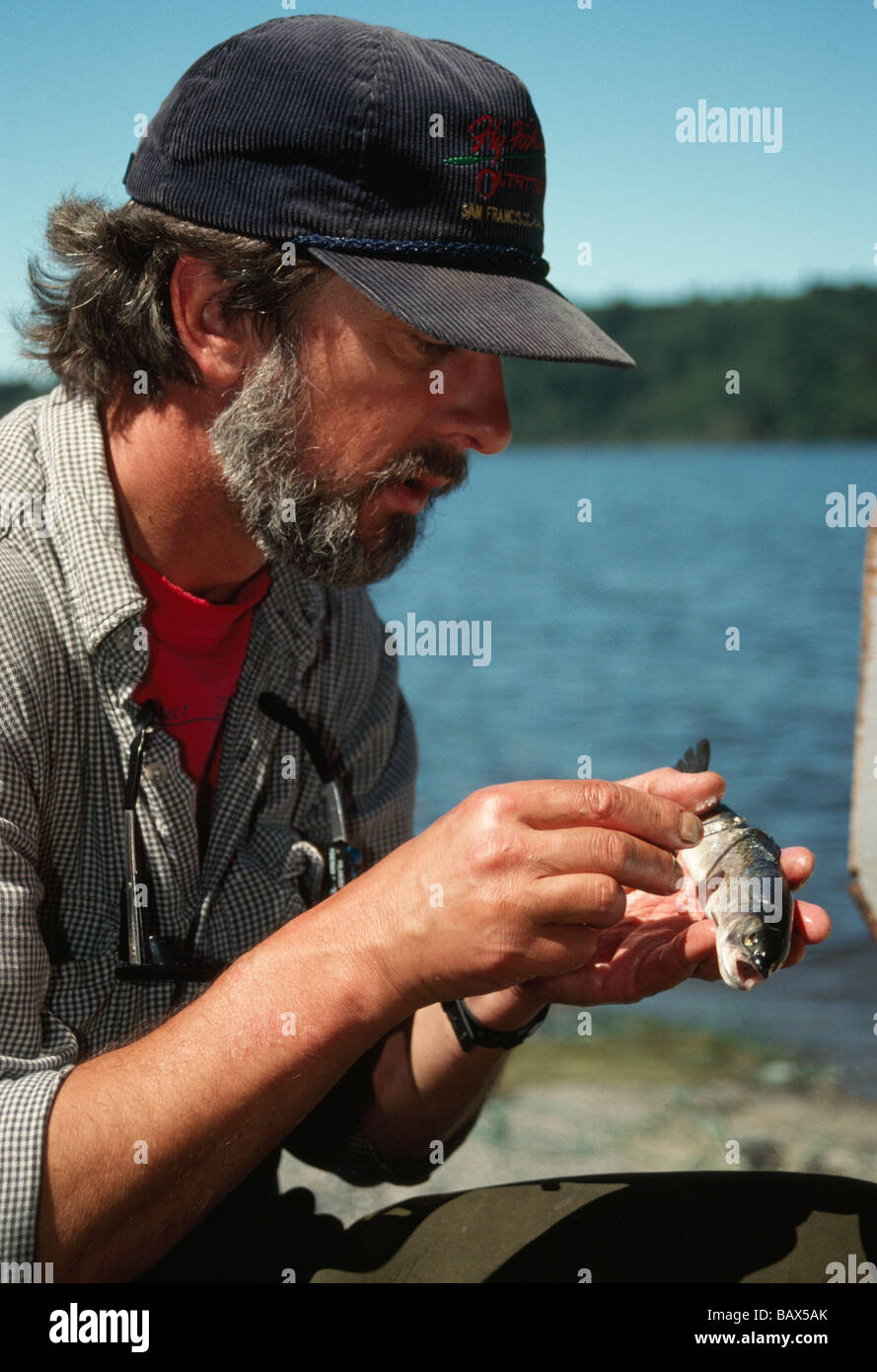 Biologo pesca controllo dimensioni 'Gola tagliata trote ". Foto Stock