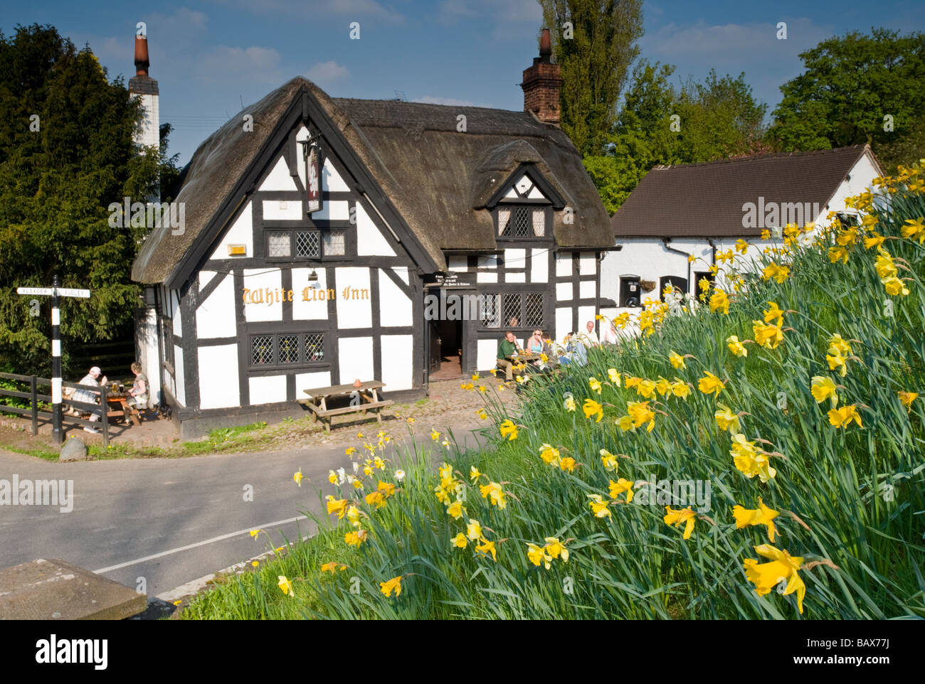 Il White Lion Inn di primavera, Barthomley, Cheshire, Inghilterra, Regno Unito Foto Stock