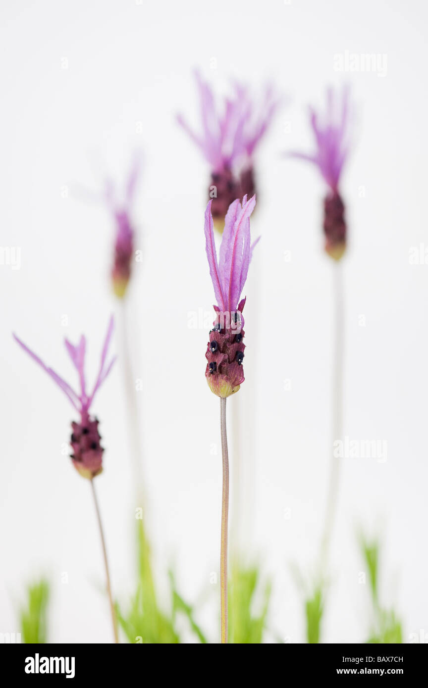 Lavanda francese papillon contro uno sfondo bianco Foto Stock