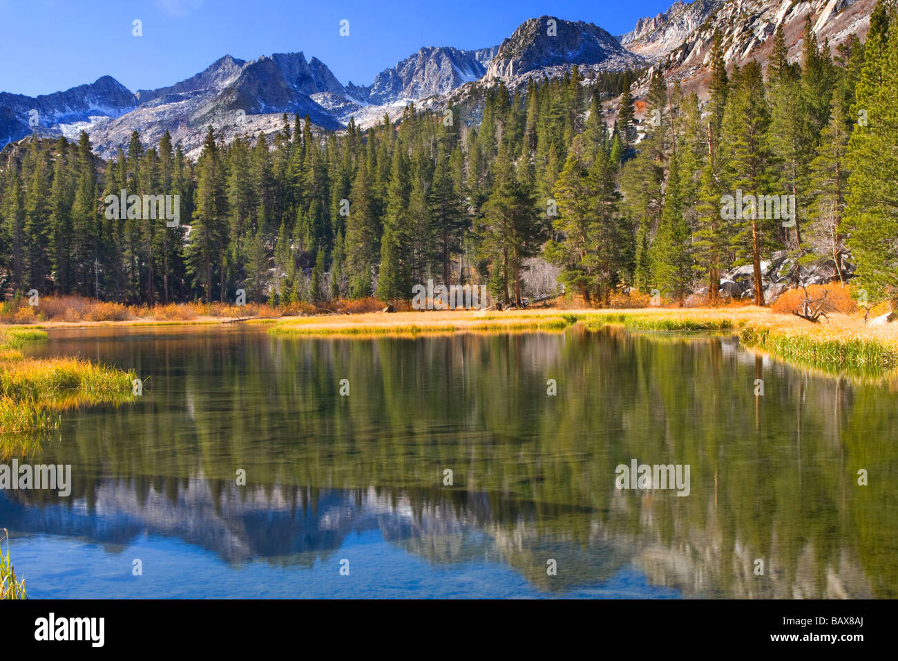 Lodgepole Pine Trees line un lago artificiale nella Sierra Nevada, in California. Foto Stock