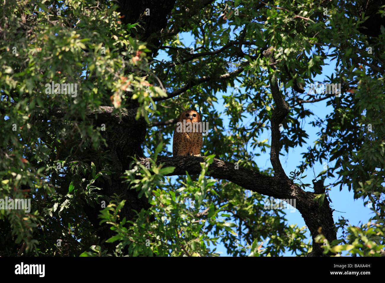 Pel Owl, fiume Okavango, Botswana Foto Stock