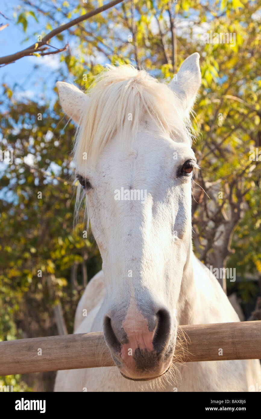 Gentile white horse guardando dritto in telecamera Foto Stock