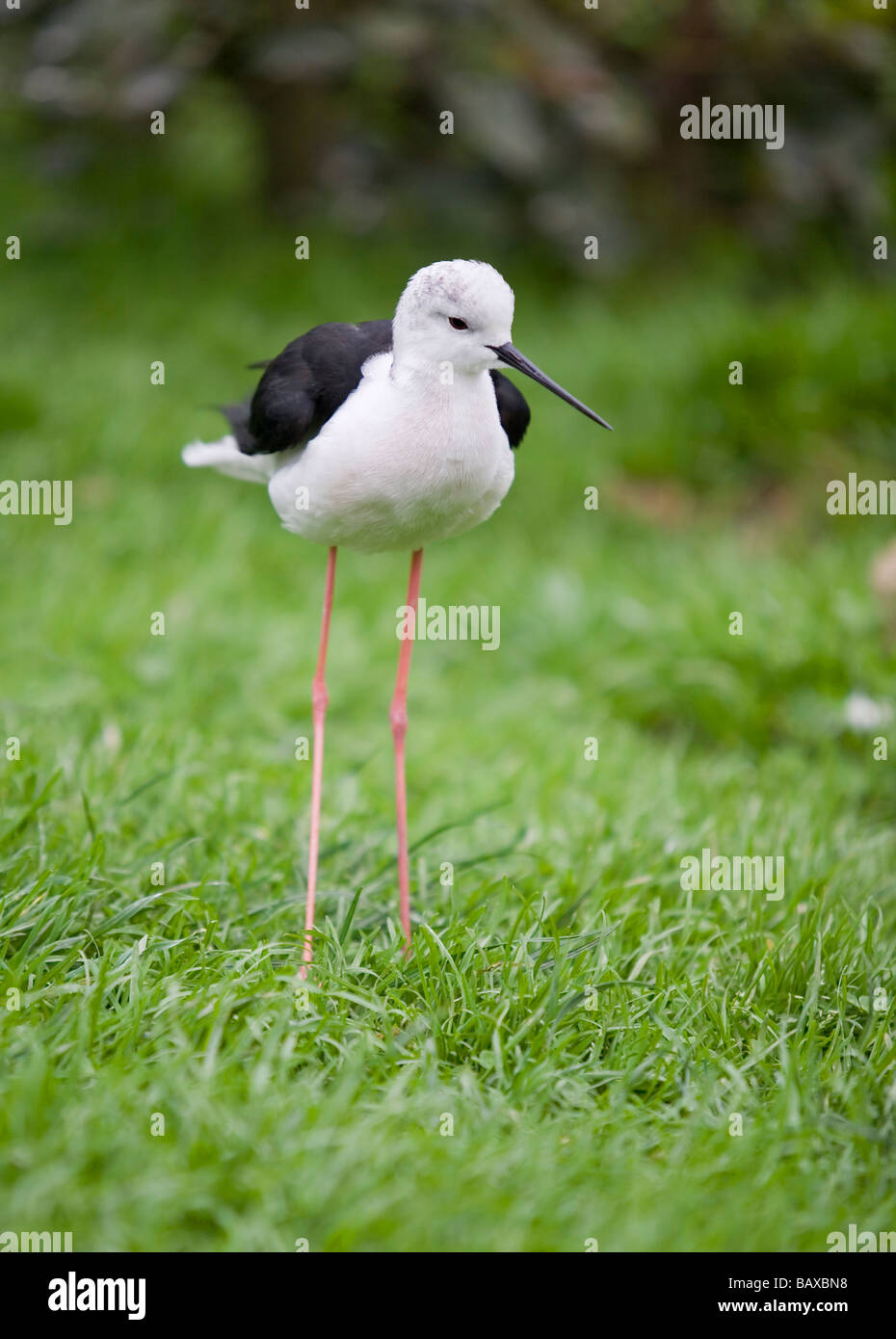 Black-winged Stilt o comune, Stilt Himantopus himantopus, Foto Stock