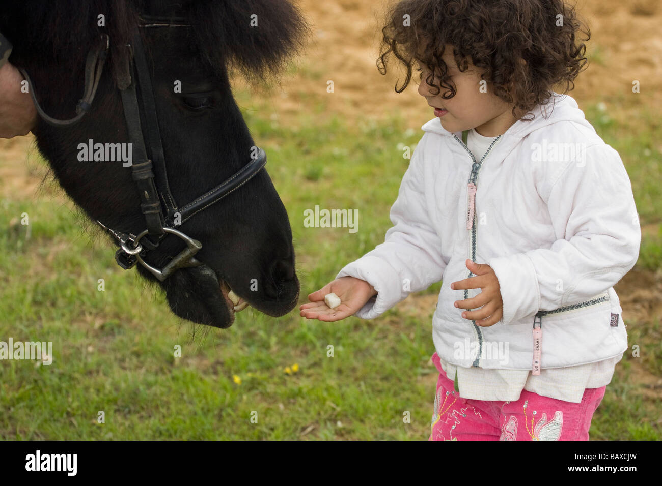 Kid sta alimentando il pony con zolletta di zucchero Foto Stock
