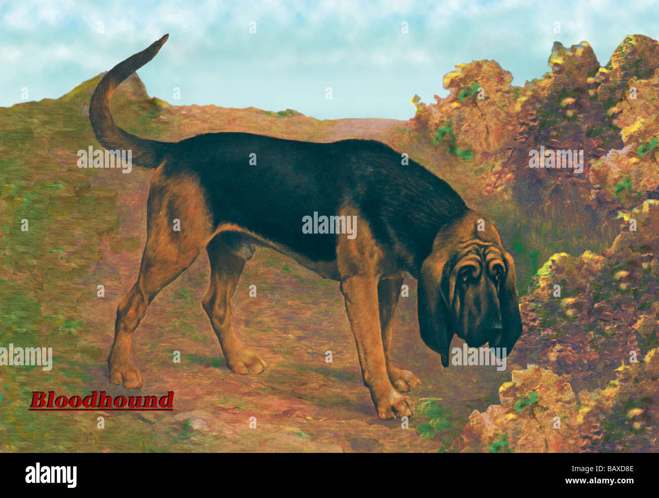 Bloodhound Champion Foto Stock