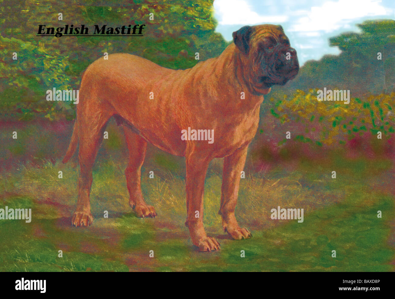 English Mastiff Champion Foto Stock
