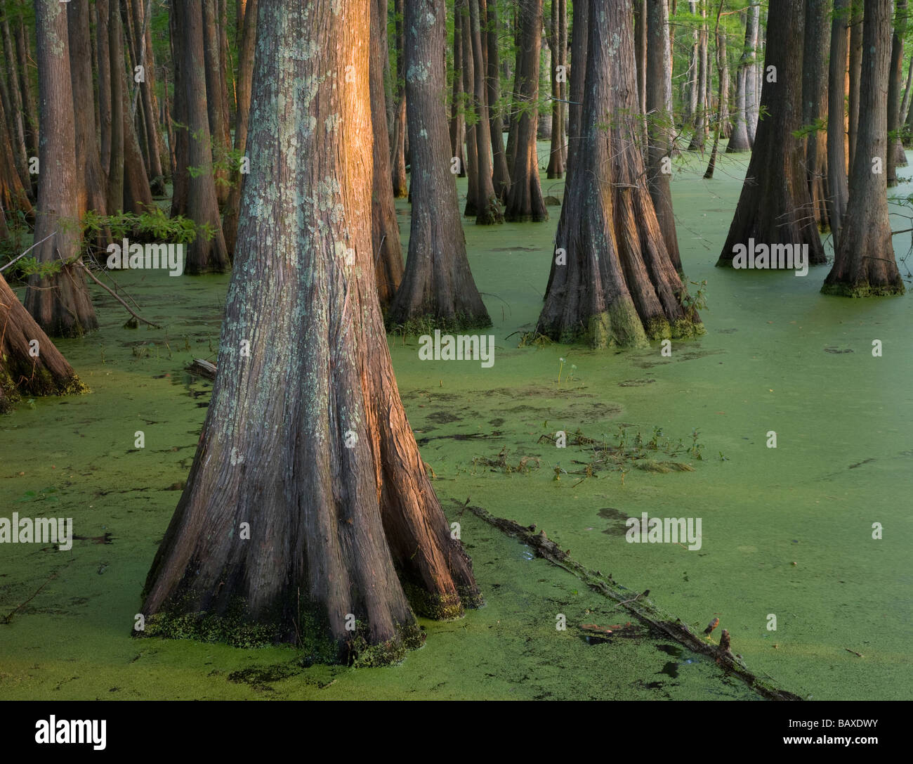 Baldcypress nel lago Chicot, Chicot parco statale, Louisiana Foto Stock