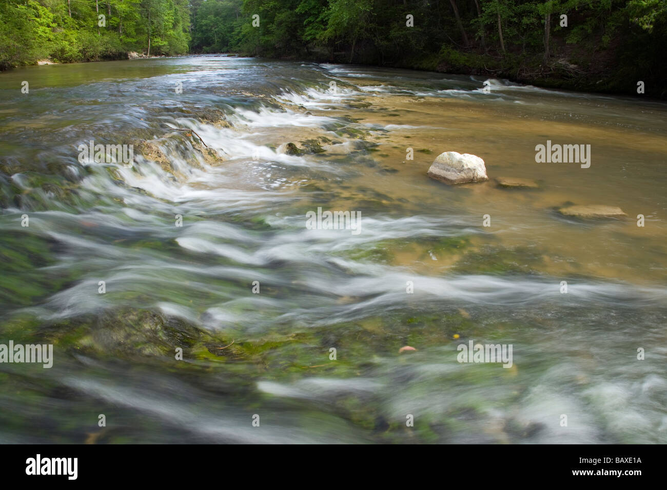 Kistachie Bayou, Kisatchie National Forest, Louisiana Foto Stock
